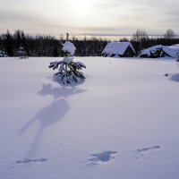 Заячьи следы в февральских снегах :: Сергей Ц