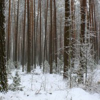 Частокол :: Юрий. Шмаков