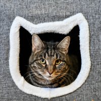 Сосед :: Вадим 