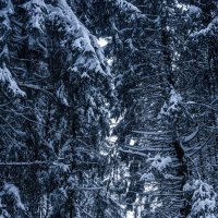 «Мороз вышил узоры на ветвях». :: Екатерина Счасная