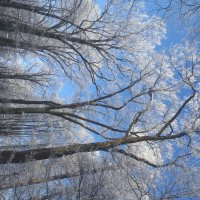 Зима :: Сапсан 