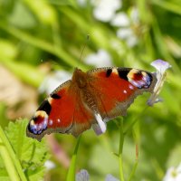 опять про бабочек...473 :: Александр Прокудин