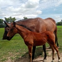 На прогулке :: Елена Сухорученкова