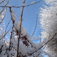 Барбарисовое небо :: Андрей Хлопонин