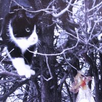 Охотится за птичками :: Людмила Смородинская