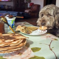 А Чича слушает да ест ... )) :: Владимир Хиль