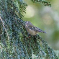 желтоголовый королек. :: юрий макаров
