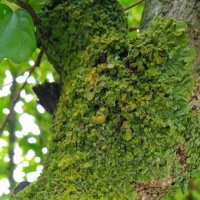 Цемесская роща в деталях :: Елена Шаламова