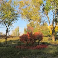 прекрасный октябрь :: Елена Шаламова