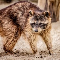 ЕНОТ :: Аркадий Лаптенко