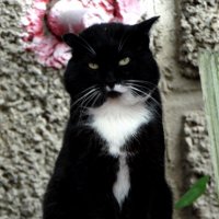 Очень воспитанный котик. :: nadyasilyuk Вознюк Очень воспитанный котик. :: nadyasilyuk Вознюк