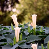 Дурман. :: nadyasilyuk Вознюк