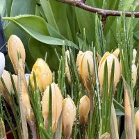 Нежные крокусы. :: Pippa 