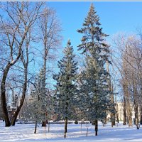 Три сосны :: Лия ☼