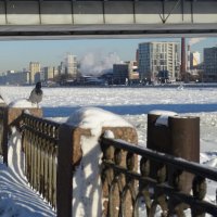 Ворона на прогулке :: Anna-Sabina Anna-Sabina Ворона на прогулке :: Anna-Sabina Anna-Sabina