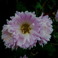 Хризантемы :: Валентин Семчишин