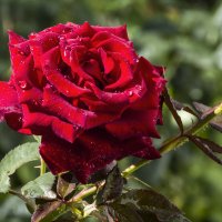 Бархатная  роза :: Валентин Семчишин