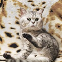 Котик :: MOON TI