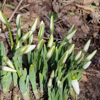 Расцветают... :: Наталья 