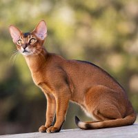 Абиссинские кошки :: МАРИЯ ПОПОВА