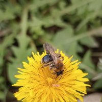 Одуванчик с пчёлкой :: Слава Коломойцев