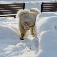 Чау-чау можно все! :: Александр Чеботарь Чау-чау можно все! :: Александр Чеботарь