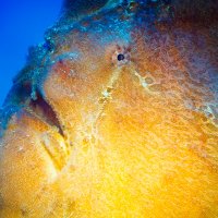 *** :: алексей афанасьев