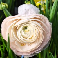 цветы :: Наталья 