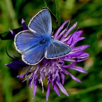 опять про бабочек...480 :: Александр Прокудин