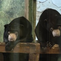 Малайские медвежата :: <<< Наташа >>>