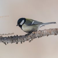 *** :: Виктор Иванович Чернюк