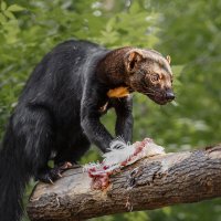 Тайра :: SanSan 