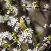 Лазоревка. :: Александр. AVG100 ---