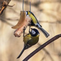 *** :: Александр. AVG100 ---