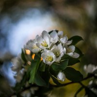 Хочется весны :) :: Игорь Шевченко