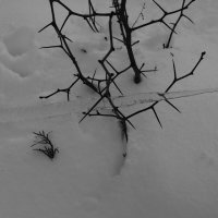 Мечты о ч/б Лейке 5. :: Михаил Елочкин Мечты о ч/б Лейке 5. :: Михаил Елочкин