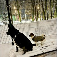 Яша с другом Каем. :: Валерия Комова