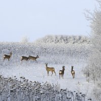 На выпасе :: Валерий Черняк