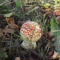 Мухомор :: Freddy 97