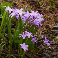 Чудесная пора :: Наталья Rosenwasser