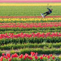 над тюльпанами :: МАРИЯ ПОПОВА