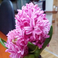 Гиацинт :: Татьяна Пальчикова