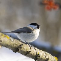 Пухляк :: Валерий Черняк