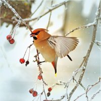 Обед по расписанию :: Валентин Котляров