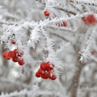 Калина в инее, стоит - красуется... :: Надежда Куркина 