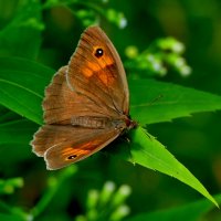 опять про бабочек...482 :: Александр Прокудин опять про бабочек...482 :: Александр Прокудин