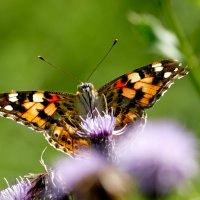 опять про бабочек...485 :: Александр Прокудин