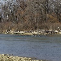 Река Кубань :: Игорь Сикорский