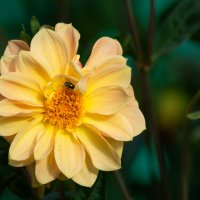 *** :: Виктор Иванович Чернюк