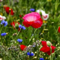 А на нейтральной полосе – цветы Необычайной красоты! :: Юрий. Шмаков